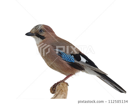 jay sitting on a tree branch isolated on white background 112585134