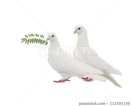 white doves with olive branch isolated on white 112585136
