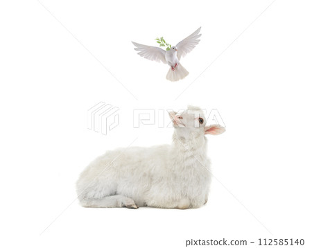 sheep and flying white dove with olive branch isolated on white background sheep and flying white dove with olive branch isolated on white background 112585140