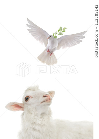 sheep and flying white dove with olive branch isolated on white background sheep and flying white dove with olive branch isolated on white background 112585142