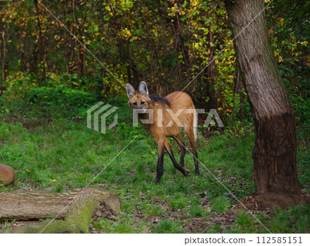 Maned Wolf walks through the forest in autumn Maned Wolf walks through the forest in autumn 112585151