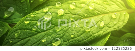Background of green mint leaves, texture of aromatic healthy mint plants, banner 112585226