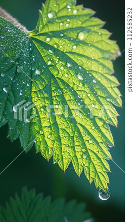 Background of green nettle leaves, beneficial nettle plant texture 112585232