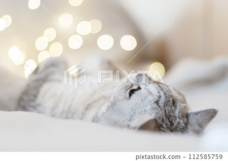 Scottish straight cat lies on his back bokeh from lights in the background. Cat upside down. Close up white cat face. Favorite pets, cat food. Scottish straight cat lies on his back bokeh from lights in the background. Cat upside down. Close up white cat face. Favorite pets, cat food. 112585759