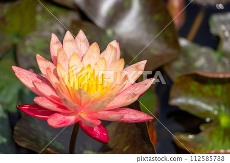 Pink lotus water lily flower in pond, waterlily with green leaves blooming 112585788