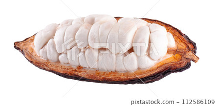 Fresh cocoa fruits isolated on white background. Dark red cocoa pods. Clipping path. Fresh cocoa fruits isolated on white background. Dark red cocoa pods. Clipping path. 112586109