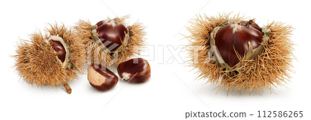 opened sweet chestnut in its spiky husk isolated on white opened sweet chestnut in its spiky husk isolated on white 112586265