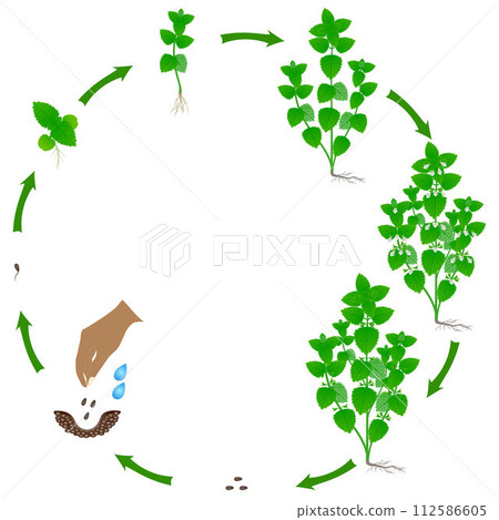 Life cycle of melissa officinalis plant on a white background. 112586605