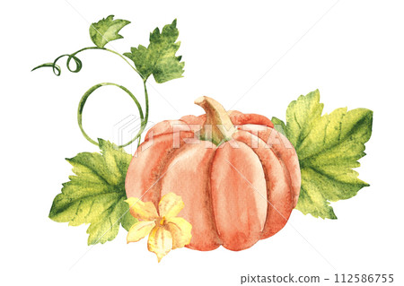Cucumbers plant with leaves and flowers. Vegetable composition. Hand drawn botanical watercolor illustration on white background. 112586755