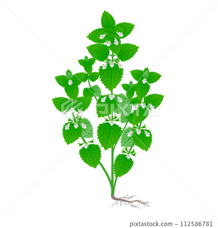 Melissa officinalis plant with flowers and roots on a white background. Melissa officinalis plant with flowers and roots on a white background. 112586781