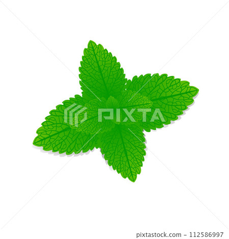 Fresh leaves of melissa officinalis on a white background. Fresh leaves of melissa officinalis on a white background. 112586997