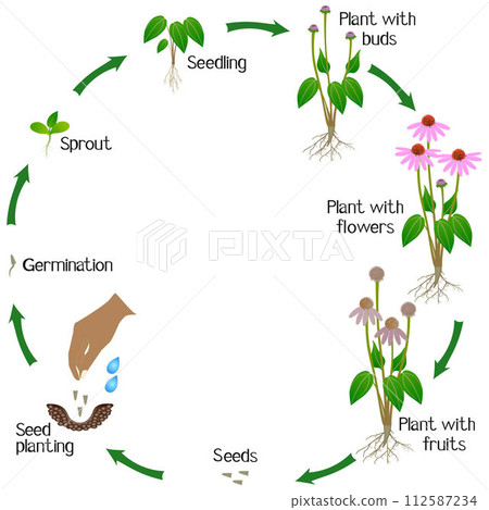 A growth cycle of echinacea purpurea plant on a white background. 112587234