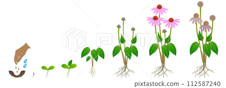 Cycle of growth of echinacea purpurea plant isolated on a white background. Cycle of growth of echinacea purpurea plant isolated on a white background. 112587240