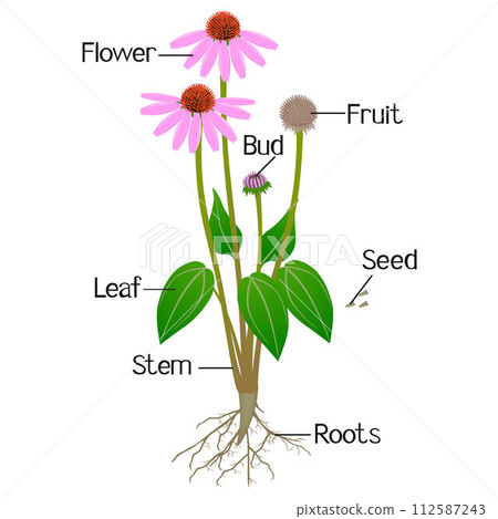 Parts of echinacea purpurea plant on a white background. 112587243