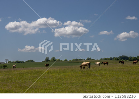 Horses on a pasture, Brnicko, Czechia Horses on a pasture, Brnicko, Czechia 112588230