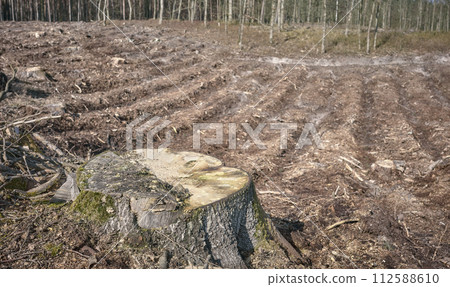 Photo of a tree stump against the background of a cut down forest, selective focus. Photo of a tree stump against the background of a cut down forest, selective focus. 112588610