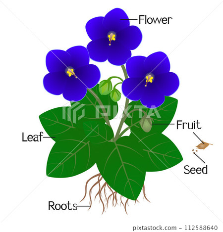 Parts of saintpaulia violets plant on a white background. 112588640