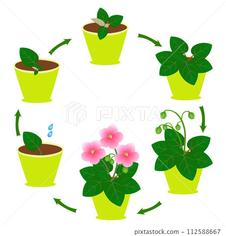 Growth cycle of a saintpaulia plant from a leaf on a white background. 112588667
