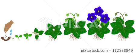 Cycle of growth of saintpaulia violets plant isolated on a white background. Cycle of growth of saintpaulia violets plant isolated on a white background. 112588849