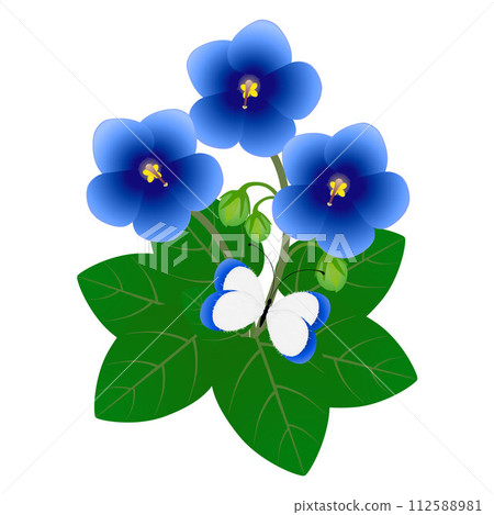 Bush of saintpaulia violets with a butterfly on a white background. Bush of saintpaulia violets with a butterfly on a white background. 112588981