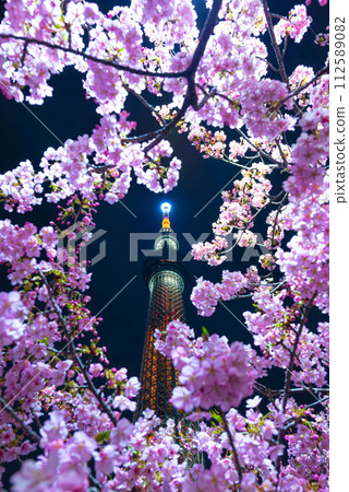櫻花間的晴空塔 112589082