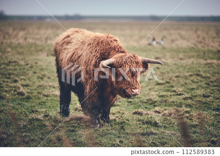 Highland beef standing on green field 112589383