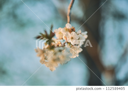 Apple Blossom in warm sunlight shallow depth of field Apple Blossom in warm sunlight shallow depth of field 112589405