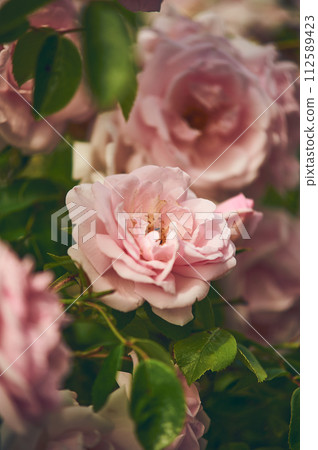 Beautiful wild rose blossom Beautiful wild rose blossom 112589423