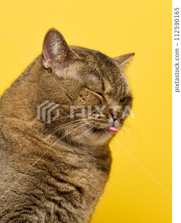 An adult gray cat sits on a yellow background, the eye is squinted and the tongue is hanging out An adult gray cat sits on a yellow background, the eye is squinted and the tongue is hanging out 112590165