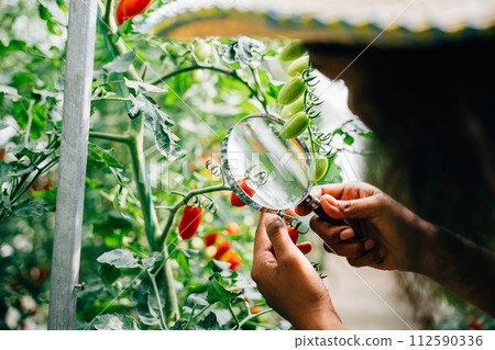 In herbology research a black woman botanist inspects a tomato plant with a magnifying glass for quality and lice. Expertise and learning in plant science and farming practices. In herbology research a black woman botanist inspects a tomato plant with a magnifying glass for quality and lice. Expertise and learning in plant science and farming practices. 112590336