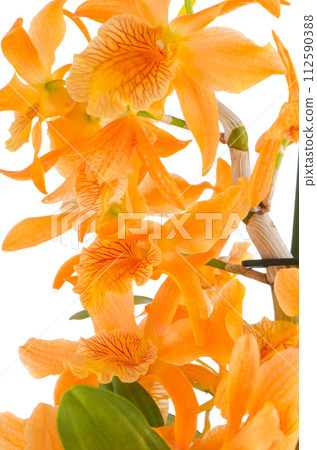 Closeup of orange dendrobium flowers 112590388