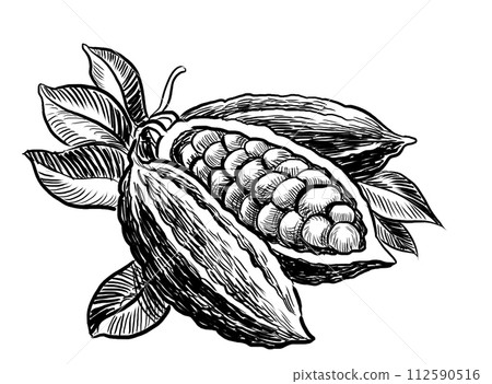Cacao beans. Hand drawn retro styled black and white drawing Cacao beans. Hand drawn retro styled black and white drawing 112590516