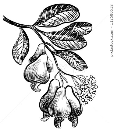 Cashew nuts. Hand drawn retro styled black and white drawing Cashew nuts. Hand drawn retro styled black and white drawing 112590518