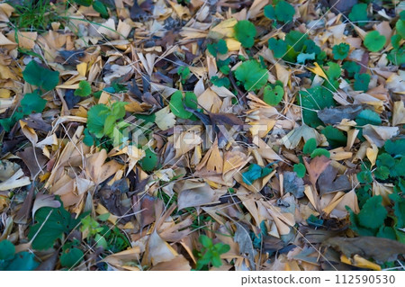 Fallen leaves  112590530
