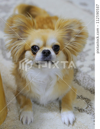 佩基奇瓦 112590587