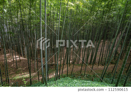 Bamboo forest within the grounds of Iwashimizu Hachimangu Shrine, Yawata City, Kyoto Prefecture Bamboo forest within the grounds of Iwashimizu Hachimangu Shrine, Yawata City, Kyoto Prefecture 112590615