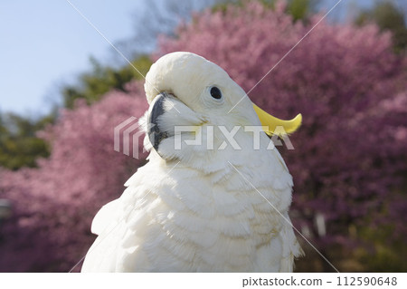 Yellow-bellied parrot parakeet cockatoo white parrot bird crown feathers crest 112590648