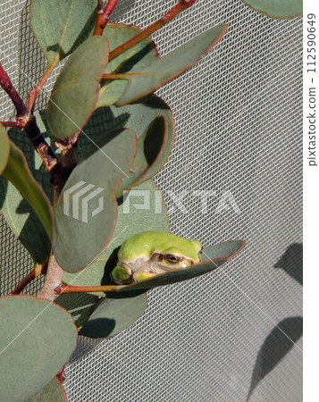 一隻樹蛙在尤加利樹葉上放鬆 一隻樹蛙在尤加利樹葉上放鬆 112590649