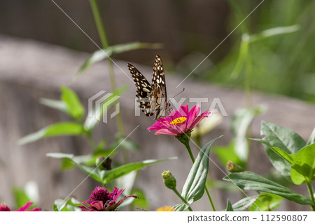 Butterfly on Lantana flower in garden Butterfly on Lantana flower in garden 112590807