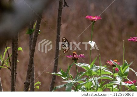 Butterfly on Lantana flower in garden Butterfly on Lantana flower in garden 112590808