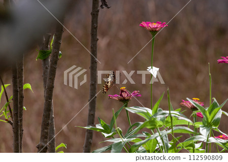 Butterfly on Lantana flower in garden 112590809
