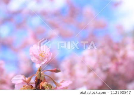 Kawazuzakura 8380 112590847