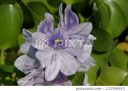 水葫蘆 水葫蘆 112590913