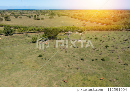 Cows are grazing on pasture at sunset time. Agriculture farming. Aerial view Cows are grazing on pasture at sunset time. Agriculture farming. Aerial view 112591904