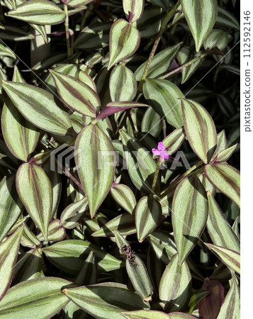 Lobelia boniensis Koids. 桔梗科 112592146