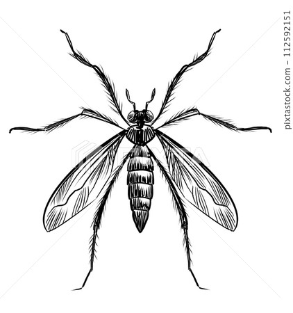 Mosquito insect. Hand drawn retro styled black and white drawing Mosquito insect. Hand drawn retro styled black and white drawing 112592151
