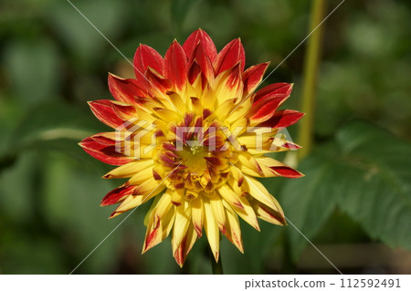 Dahlia Dahlia 112592491