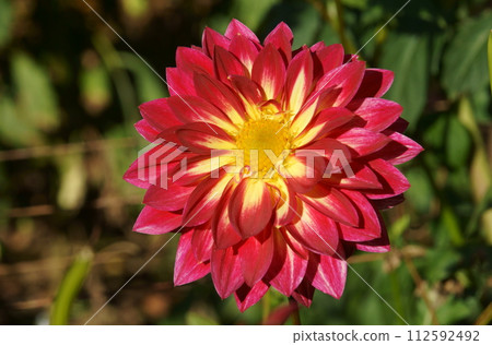Dahlia 112592492