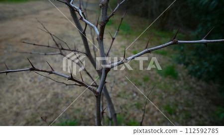 Jujube Thorns Winter 112592785