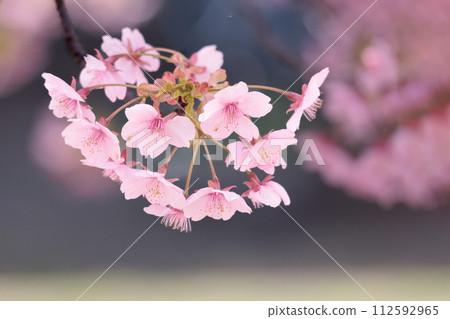 河津櫻花在早春的陽光下閃閃發光 河津櫻花在早春的陽光下閃閃發光 112592965